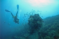 Puerto Vallarta Beginning scuba cruise excursion